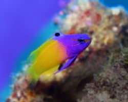 Royal Gramma: this is a fish really deserving of it's nam... by Michael Canzoniero 